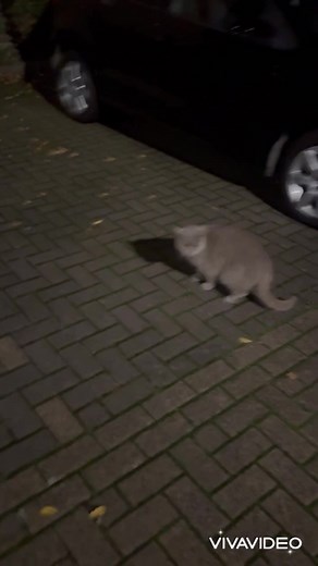 15K views · 504 reactions | Charlie was so excited that Tilly came home tonight  | Tilly the adventure cat | Facebook