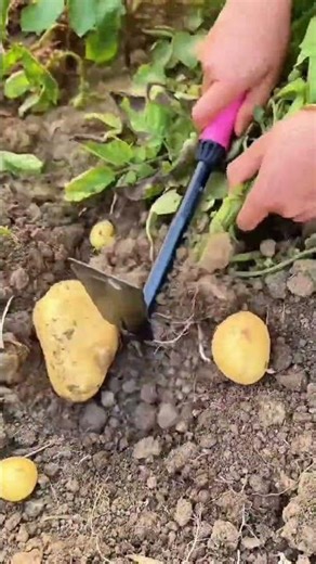 CR66000027 mini rotary tillage #ihavethisthingwithplants shots#subscribe