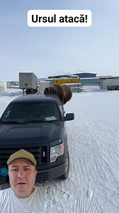 53K views · 558 reactions | Ursul atacă #bear #attack #winter | Adrian Călătorul | Facebook