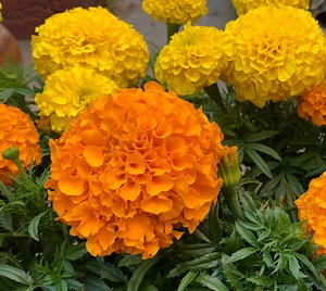 Marigold Cracker Jack Mix Seeds Non-gmo, Open Pollinated, Heirloom for Hydroponics, Aquaponics, Soil, Raised Bed, Indoor, Outdoors, in Pots - Etsy Canada