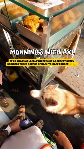 Axl | The Dramatic Husky on Instagram: "PLOT SUMMARY: In order to reach his final destination (Chaurasia Dairy), @itsaxlthehusky needs to refuse biscuits from strangers, socialise less with his dog friends, and ignore all obstacles that comes in between him and his love for paneer 🧀 ❤️. Does he make it? Watch and find out. . . . #dogsofinstagram #huskylife #husky #huskylove #dogloverscommunity #dogsofinsta #huskyofinstagram #axlthehusky #funnydogs #funnyanimals"