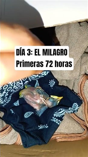 El milagro del pichón rescatado el 23 de abril #rescue #rescateanimal #birds