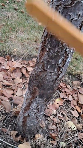Saving the Tree from Worms 🪱 | Tree Care & Whitewash Finish