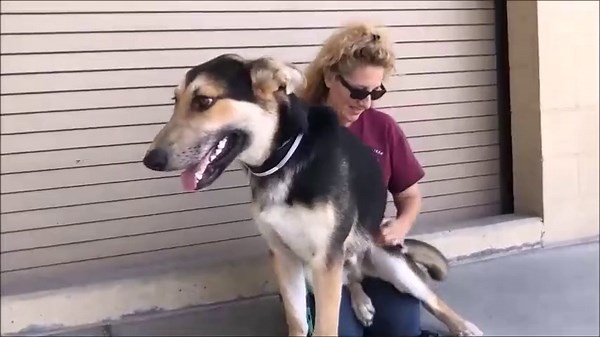 Meet Riley: A Playful German Shepherd Puppy for Adoption