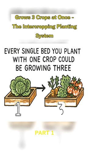 Grows 3 Crops at Once: Intercropping Planting System
