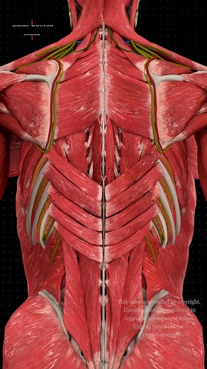 Smart Doctor Plus | The Hidden Structure | Behind the Human Back 🧬 . . . . Your back isn’t just muscles — it’s a masterpiece of strength, symmetry, and... | Instagram