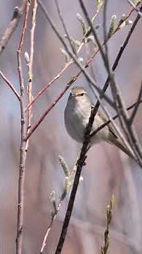 北海道春一番！ウグイスのさえずり WILD NORTH / 北の野鳥・野生動物記