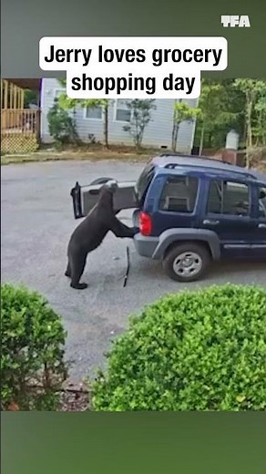 That time a bear went digging through my car...and other too good to be true animal stories 😆