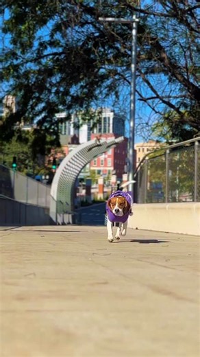 41 reactions |  Hounds of Halloween is back on Saturday, October 18! Join @downtownalbany for dog trick-or-treating, a Canine Costume Contest, a Puppy Parade, and Yappy Hour specials! Registration benefits the Mohawk Hudson Humane Society!  #HoundsOfHalloween #AlbToTheCore | Discover Albany | Facebook
