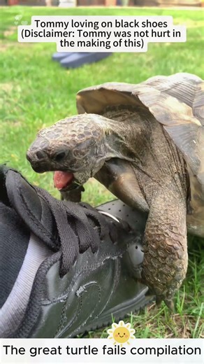 The great turtle fails compilation #turtle #cuteanimals #funny