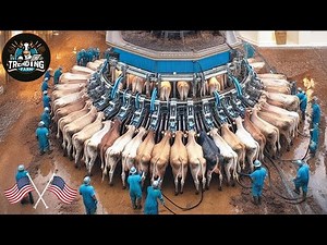 Revolutionary Cow Farming Technology Automatic Hay Feeding & Smart Cowshed | Farming Documentary