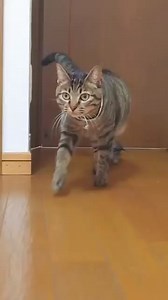 This is a real turtle, not a radio-controlled one.】 | American Mona