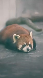 🥰🐼🥰Can you tell the differences between #GiantPandas and #RedPandas? Leave a comment to tell us! (Video via Xi'an Qinling Wildlife Park) | China News 中国新闻网