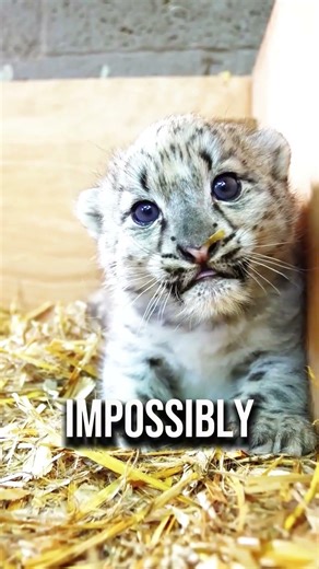 Why Snow Leopards Never Attack Humans 🤯