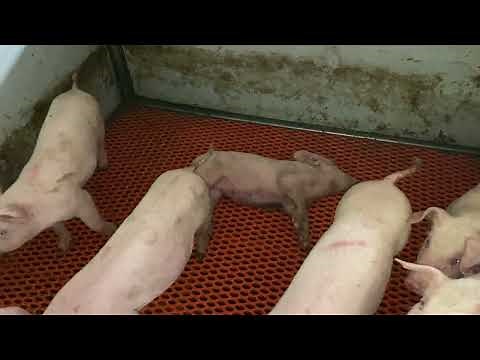 【豚の病気】こんな動きをしたらだいたい連鎖球菌症