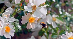 293K views · 14K reactions | Today is #WorldBeeDay, a celebration of...