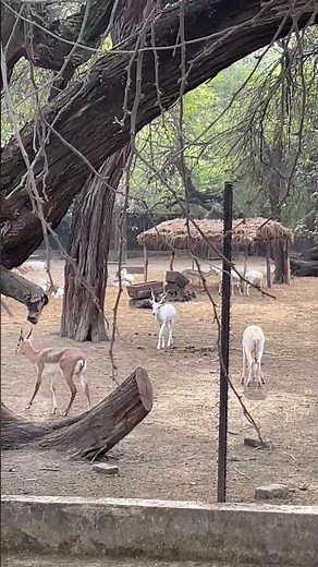 Delhi Zoo Full tour 😁