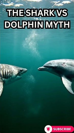 Sharks vs Dolphins — The Truth