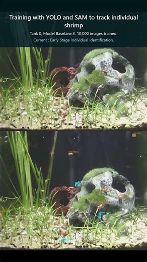 🦐 Shrimp Tank Cam | 04/09 Highlight 🙂