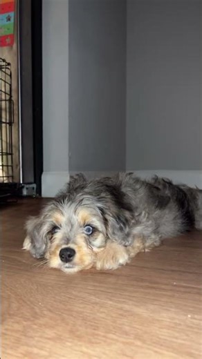 Cavapoo with beautiful tri color eyes