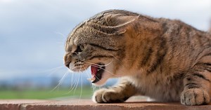 Mon chat est agressif, que faire ?