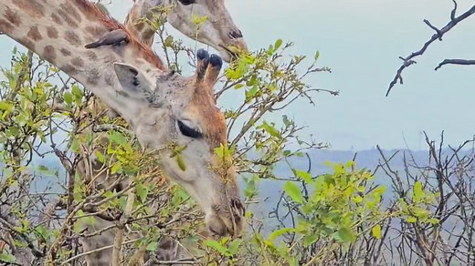 🌿 The Incredible Feeding Secrets of the Giraffe 🦒 When you watch a giraffe feeding, you’re witnessing one of nature’s most extraordinary designs in action. Standing tall above the treetops, these gentle giants use their prehensile tongues—up to 45 cm long!—to skillfully strip leaves from thorny acacia trees without a single scratch. Their tongues are a striking dark blue-black color, helping to protect them from sunburn during hours of browsing under the African sun. With precision and grace, 