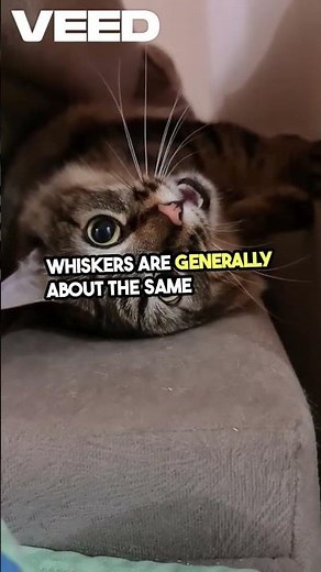 Why Cats Use Their Whiskers to Explore the World ?🐾🐱✨