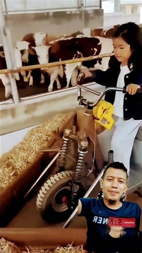 kasih makan sapi #funny #lucu #viral #shortsfeed #cow #sapilucu #sapimakan #cowvideos