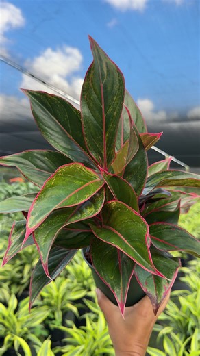 🔥 The Aglaonema Red Siam is pure tropical elegance – with bold red and green leaves that make it one of the most striking houseplants you can own. 🌿✨ Not only is it stunning, but it’s also low-maintenance and thrives in a variety of indoor spaces! 👉 Now available on our TikTok Shop! #plantproper #planttok #aglaonema