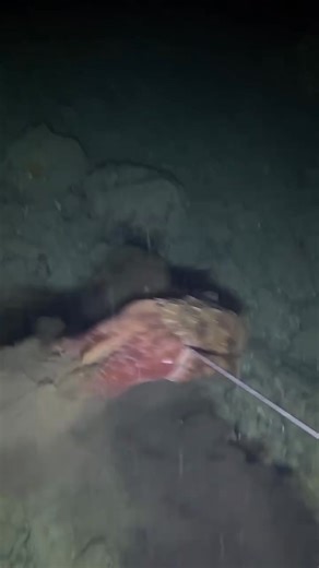 205K views · 1.3K reactions | #cuttlefish #spearfishing | Jabs Tv Catch N Cook. | Facebook