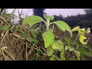 #viralvideo #trending #viralvideoviralvideos