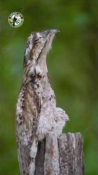 Urutau: The Master of Disguise in the Forest #wildanimals #birds #urutau #wildlife #maedalua