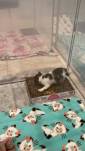 6.5M views · 10K reactions | Mister Peep? More like Mister POOP!  This little genius just used the litter box for the first time ever, and he had a LOT to say about it. Did you know that baby kittens often like to announce their bowel movements with loud meows? It’s true! Learn more about litter training kittens at kittenlady.org/litter | Kitten Lady | Facebook