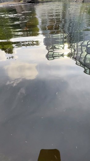 Brian on Instagram: "For a 2 tonne animal, they can be quite stealthy if they wanna👌 Enjoy #hippotuesday ❤️"