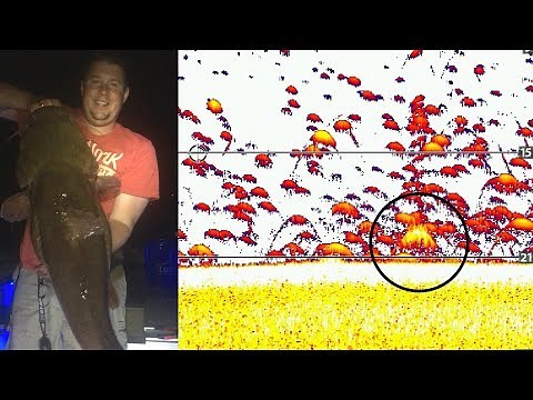 What does a Big Flathead Catfish look like on Sonar?