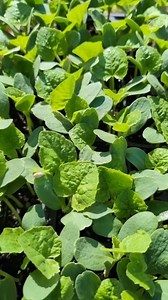 Microgreens 101: Cantaloupe | The Weeds and Seeds Guy