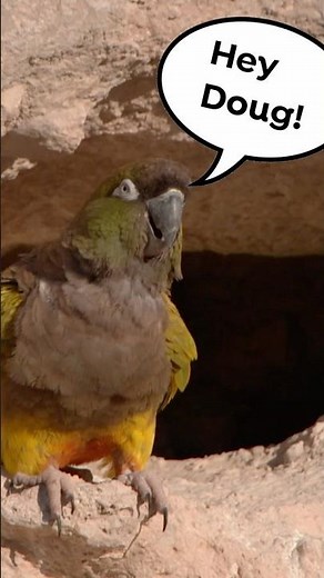 Do Talking Parrots Actually Know What They're Saying? 🦜 #parrot