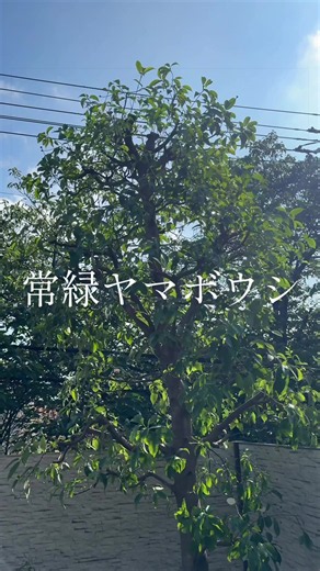 常緑ヤマボウシは、名前の通り一年中葉を楽しめる人気の庭木です。一般的なヤマボウシより葉が厚くツヤがあり、目隠しやシンボルツリーとしても人気があります。 初夏には白い花が咲き、樹形も美しいため、お庭を上品な雰囲気にしてくれます。 横浜市磯子区を中心に、庭木の剪定・伐採・植栽・お庭のお手入れを承っております。お気軽に庭一までご相談ください。 #剪定 #横浜 #庭師 #庭木 #造園