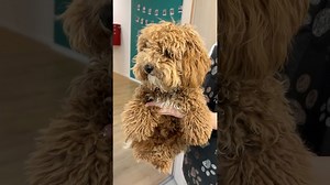 Small poodle mix gets adorable makeover | Before & after grooming transformation