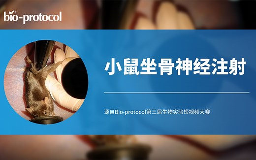 【Bio-protocol】小鼠坐骨神经注射