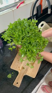 27K views · 963 reactions | How to keep cilantro fresh for a long time! | My Tips Book | Facebook