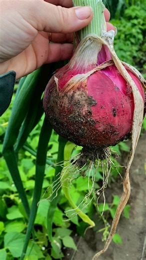 212K views · 1.4K reactions | Grow your best onions #fairbanks...