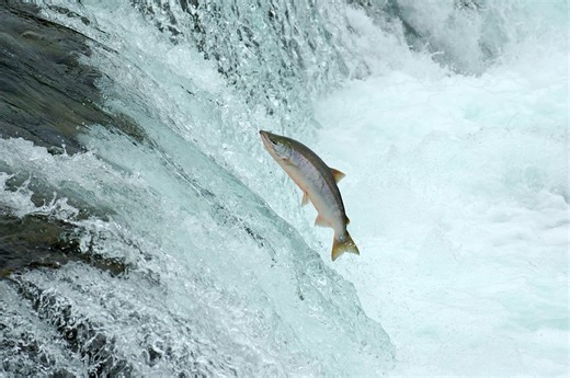 Warm weather, lack of rain slowing salmon run in GTA streams