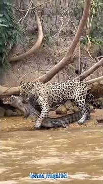 WOW!!! a leopard is preying on a deer🫎 and a crocodile🐊