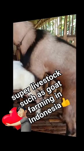 74K views · 636 reactions | super livestock such as goat farming in Indonesia Bagian 5 | Ternak kambing | Facebook
