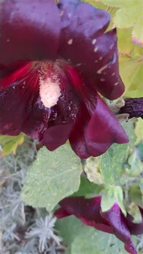 Burgundy Hollyhock | Deep Red Blooms for the Cottage Garden