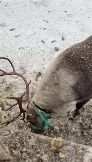 Explore the Magic of Reindeer in Finland