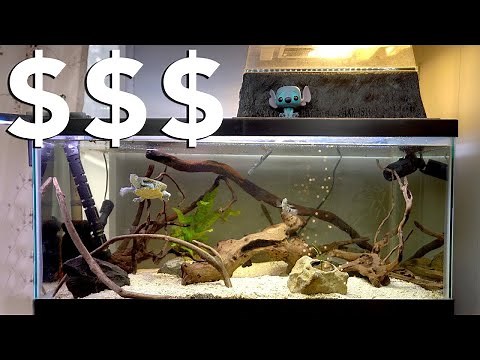 How Much Does It Cost To Set Up a Turtle Tank? 💵