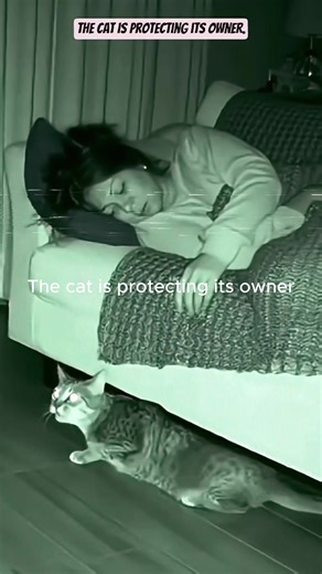 Haunted Cats Caught on Camera: Chilling Paranormal Moments