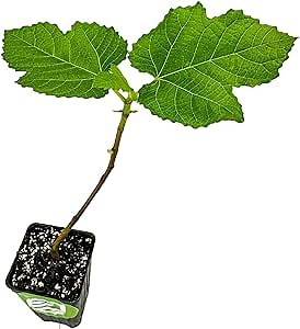 Yellow Long Neck Fig Live Plant - Ficus carica by Wellspring Gardens - Yellow-Fruit Tree Starter Plant, Live Fig Plant, Edible Tropical Plants Live, Garden and Patio Tree, Great for Outdoor Plant